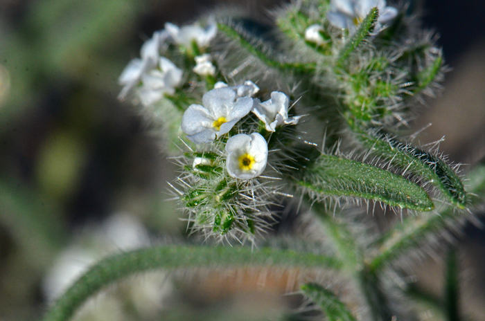 Gander's Cryptantha has small flowers with white corolla and a tiny pale yellow center; flowers are few to clustered on plants. Cryptantha ganderi 